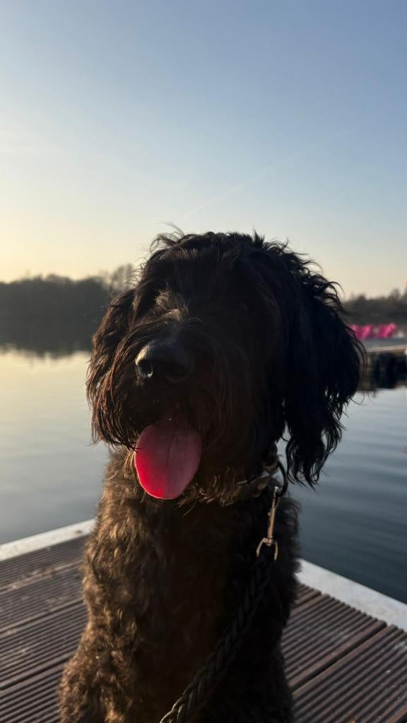 Teef lieve labradoodle Mia zoekt reu voor dekking, Reu, Eén hond, 3 tot 5 jaar, Nederland