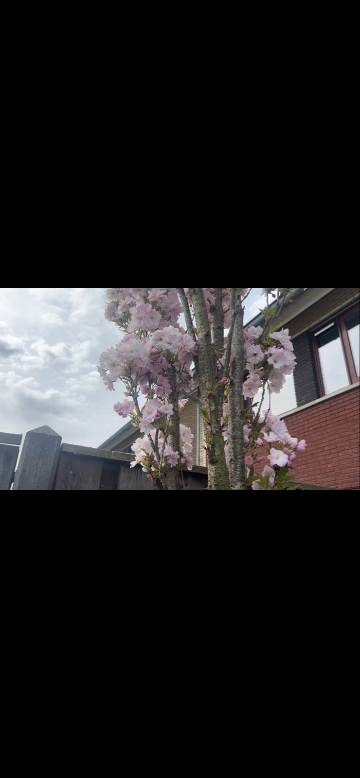 Japanse sierkers, Lente, Zuilboom, 400 cm of meer, Ophalen