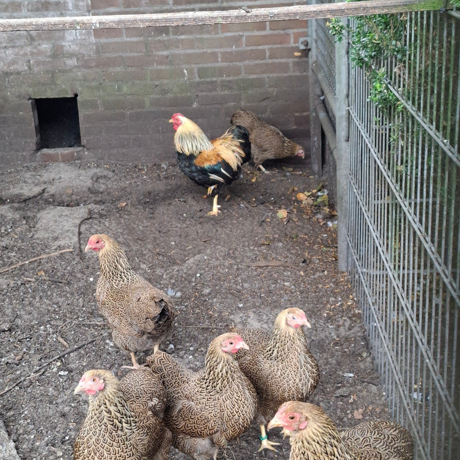 Trio Wyandotte krielen., Dieren en Toebehoren, Pluimvee, Meerdere dieren, Kip