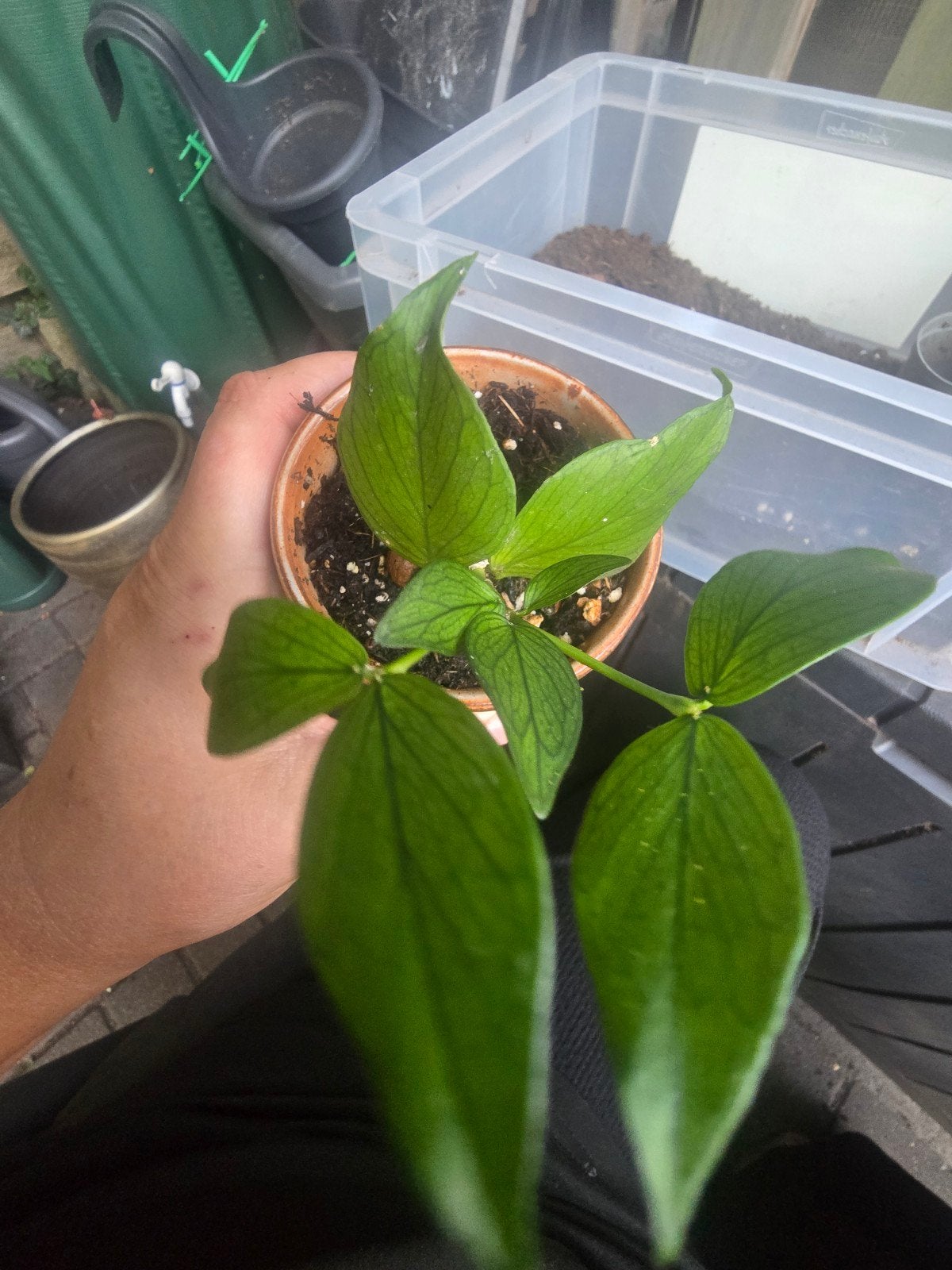 Hoya Fishtail kamerplant Polyneura, Huis en Inrichting, Kamerplanten, Ophalen, Halfschaduw, Minder dan 100 cm