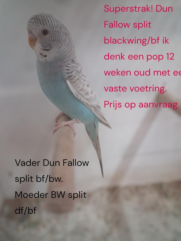 Jonge grasparkieten, blackface, melanistic, Dun Fallow., Meerdere dieren, Parkiet, Tam