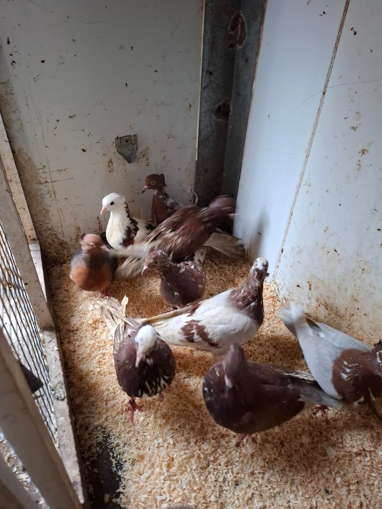 Vinkduiven in diverse kleuren, Dieren en Toebehoren, Meerdere dieren, Overige soorten