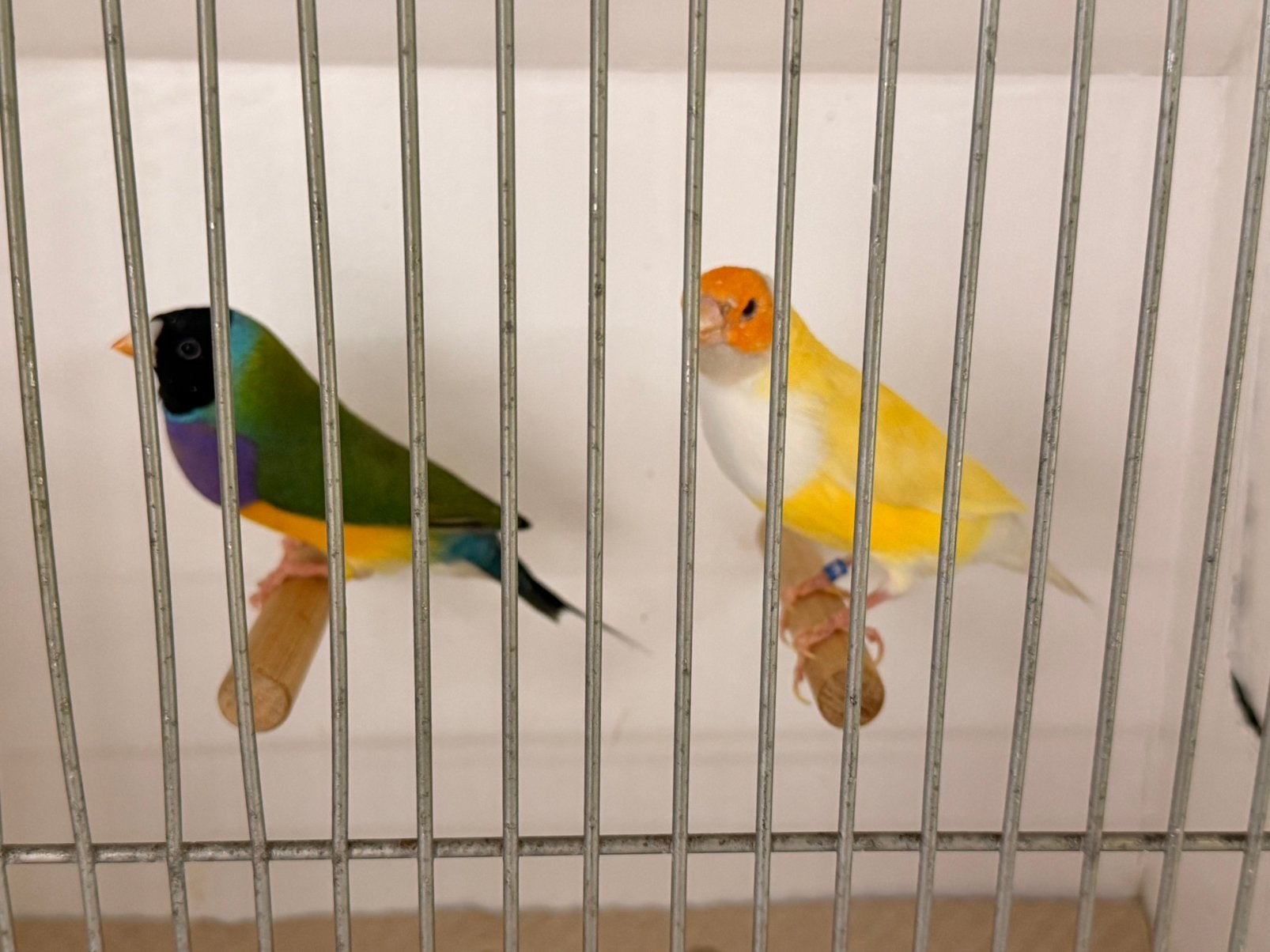 Koppel gouldamadines lutino x split lutino, Dieren en Toebehoren, Meerdere dieren