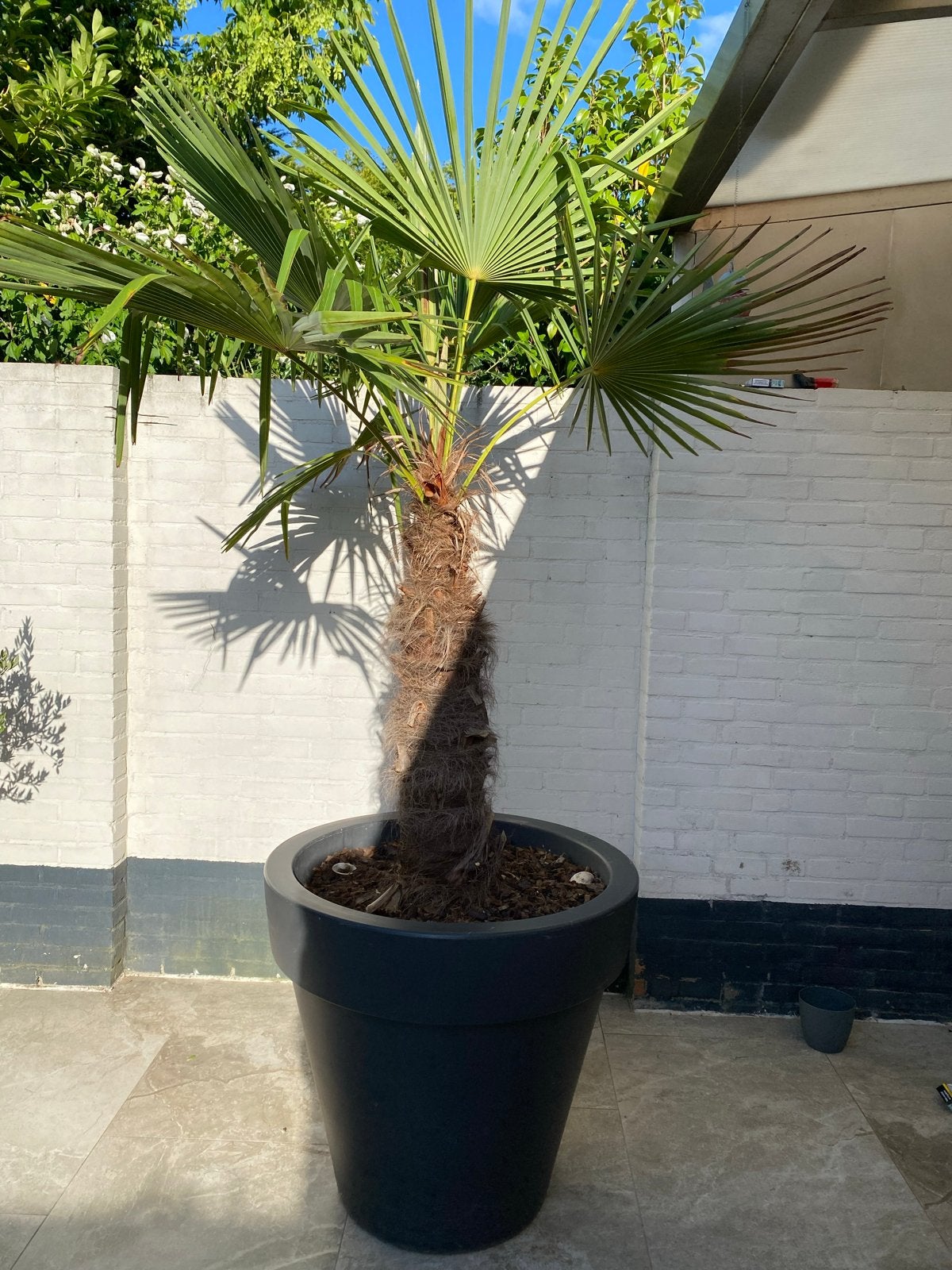 Trachycarpus fortunei palmboom in Elho pot, Volle zon, Vaste plant, Zomer, Ophalen
