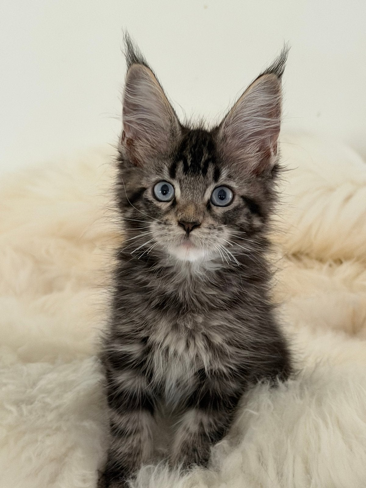 Maine coon kittens met stamboom, Meerdere dieren, Met stamboom, 0 tot 2 jaar