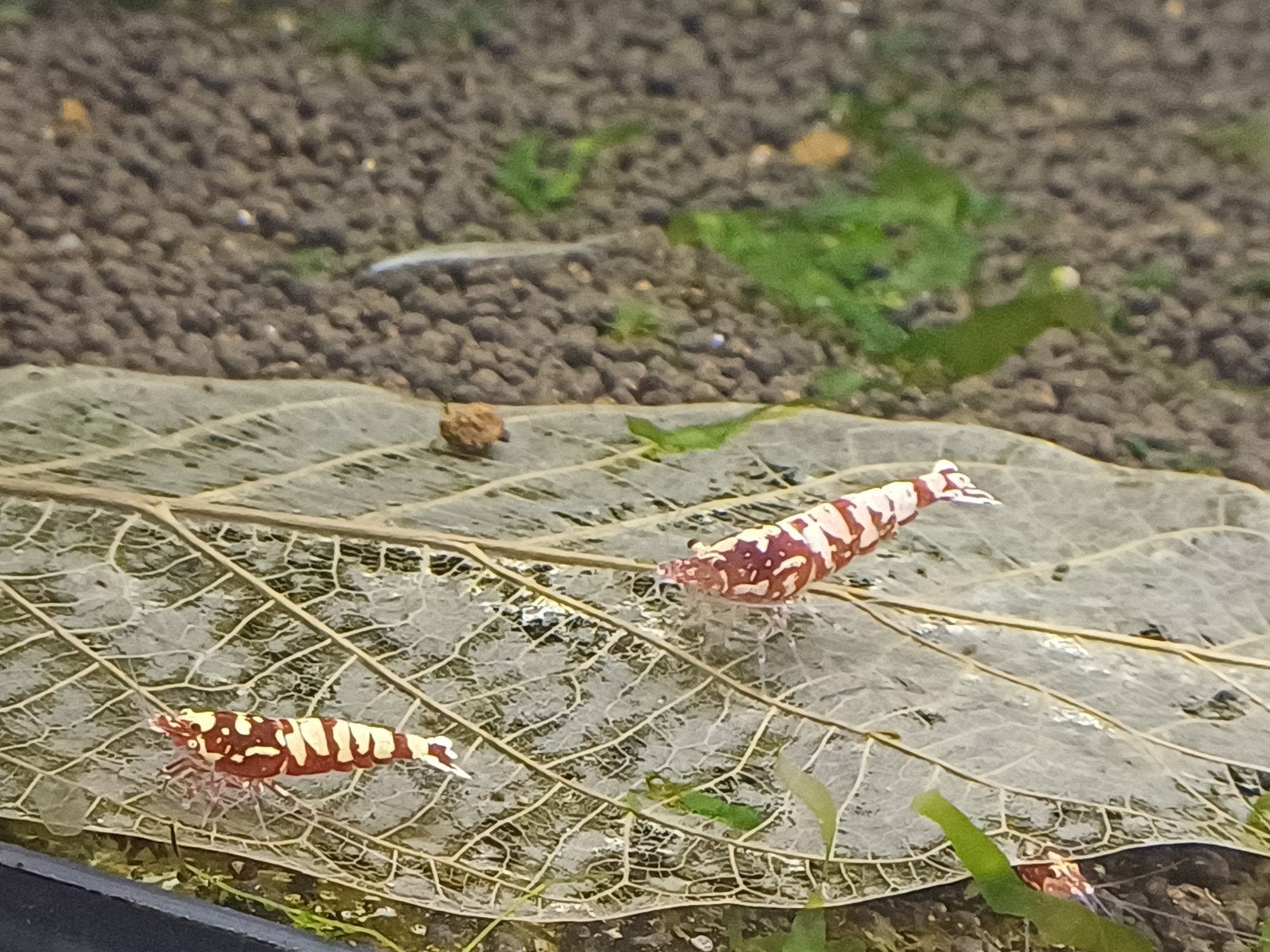 Galaxy garnalen, Dieren en Toebehoren, Ophalen of Verzenden, Nieuw, Overige typen