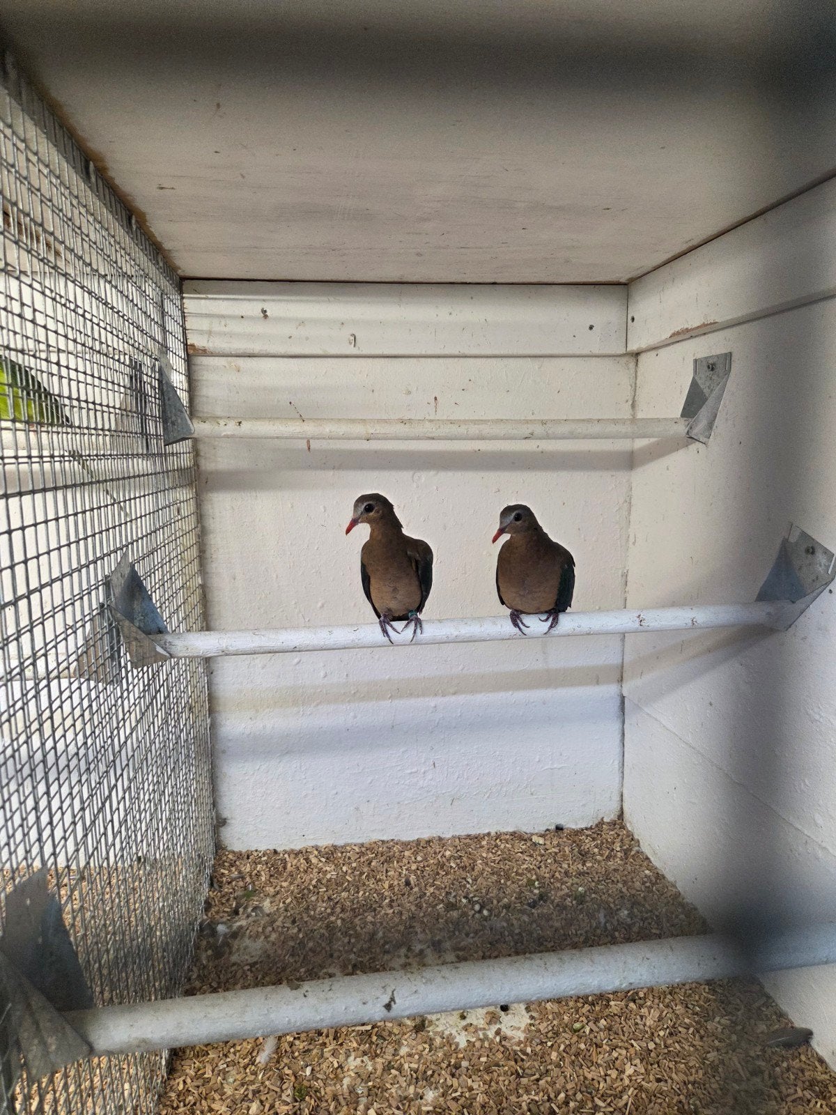 groenvleugel duiven, Meerdere dieren, Overige soorten