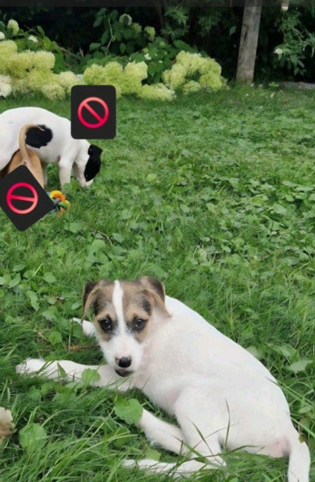 Kruising pups: Jackrussel met boerenfox x boomer pups, 8 tot 15 weken, Meerdere, Meerdere dieren, Klein