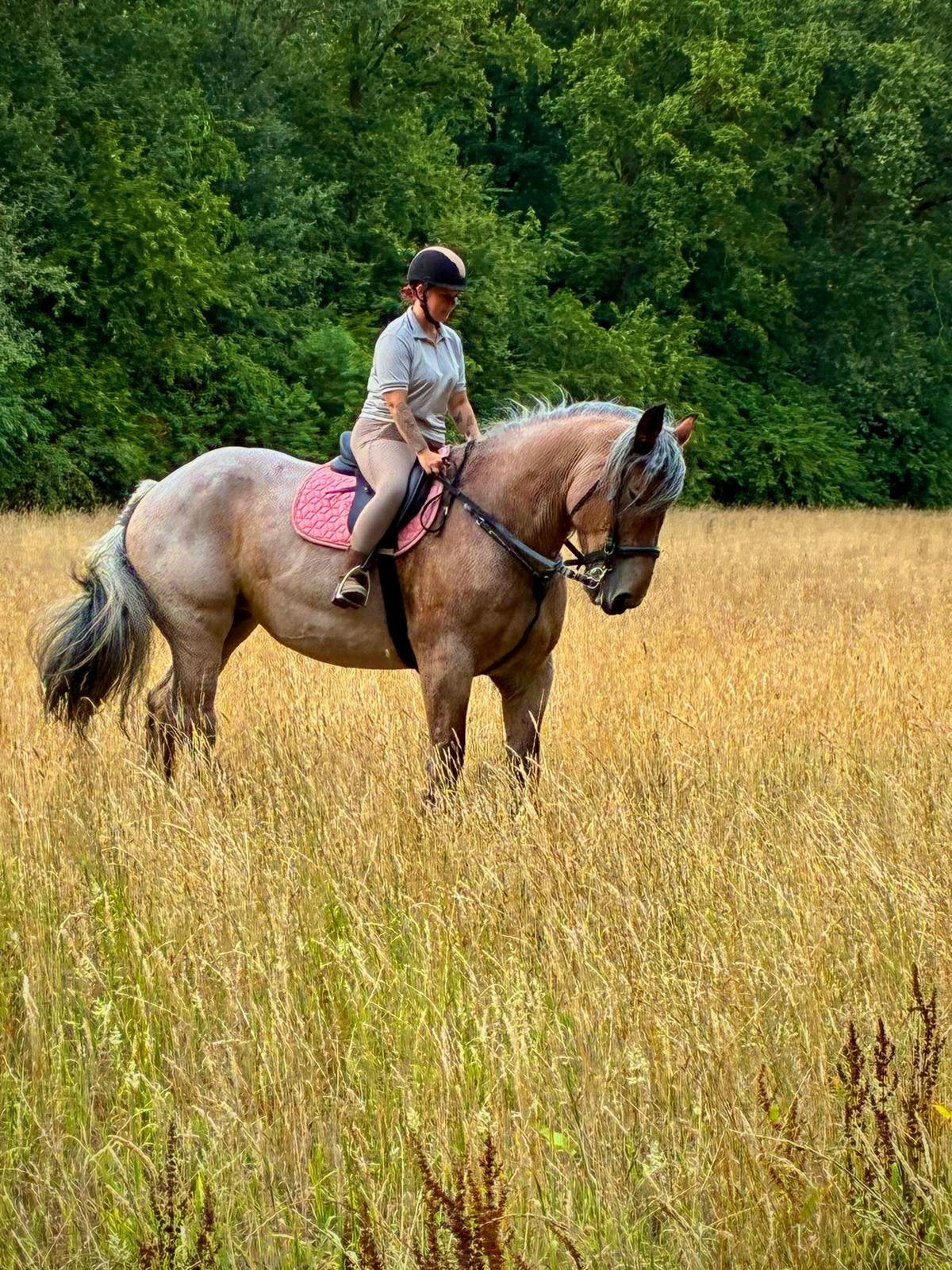 Trekpaard merrie, Dieren en Toebehoren, Merrie, 170 tot 175 cm, Recreatiepaard, 11 jaar of ouder