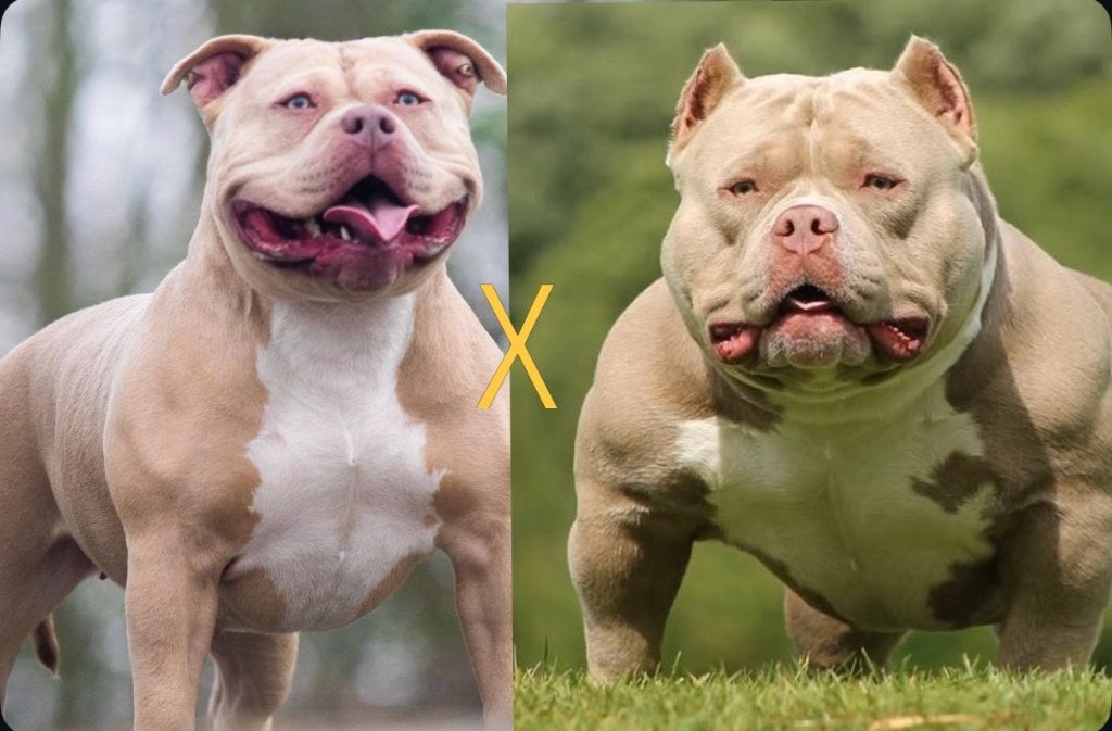 American Bully puppies Nog 2 over!!!!!, Dieren en Toebehoren, Honden | Bulldogs, Pinschers en Molossers, Nederland, Overige rassen