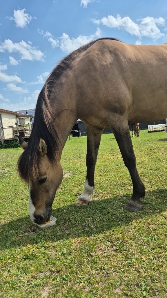 Te Koop: mooie, sensibele merrie, Dieren en Toebehoren, 11 jaar of ouder, Recreatiepony, D pony (1.37m tot 1.48m), Merrie