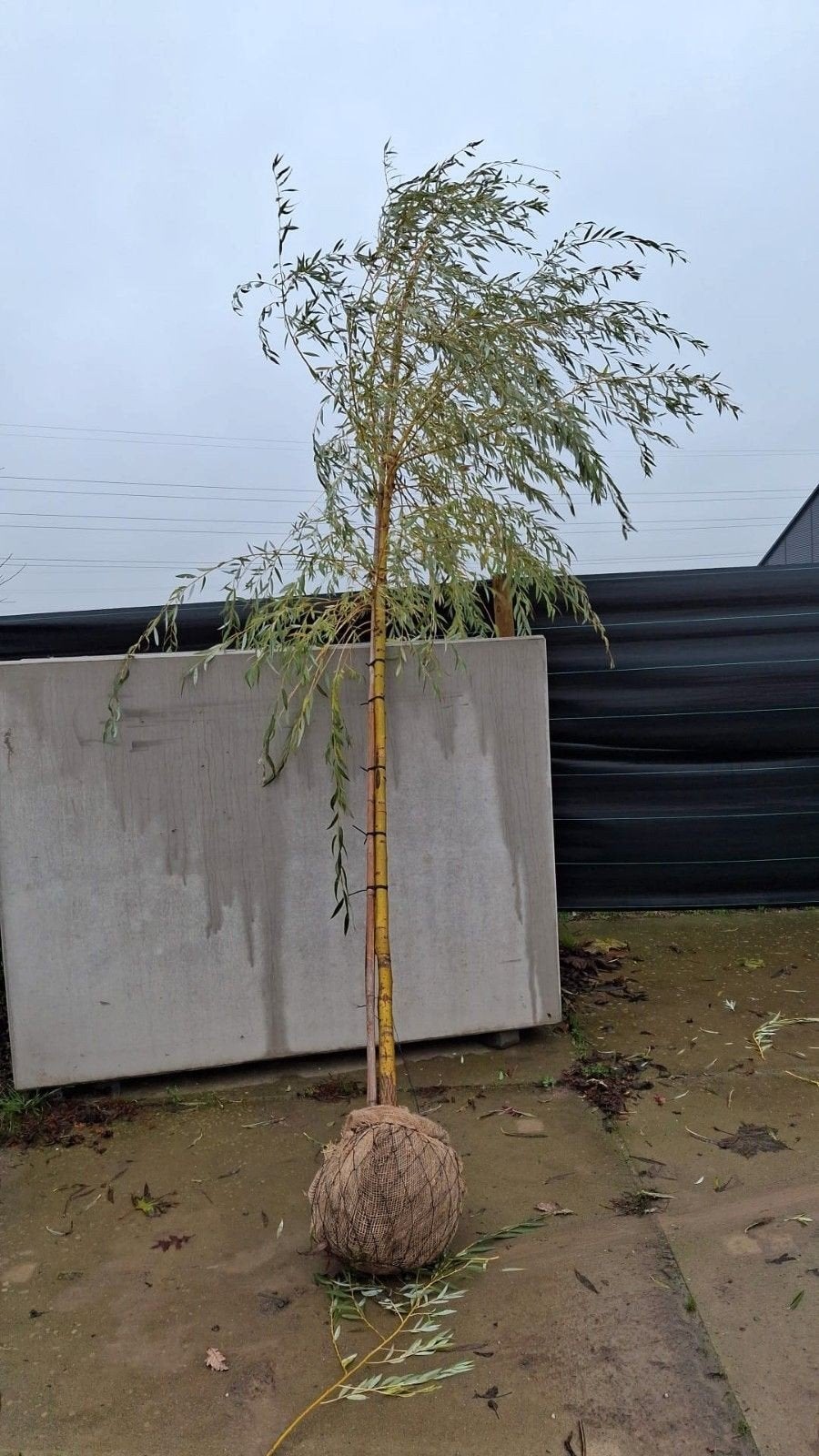 salix crisocoma (gele treutwilg), Bloeit niet, Treurboom, 250 tot 400 cm, Ophalen