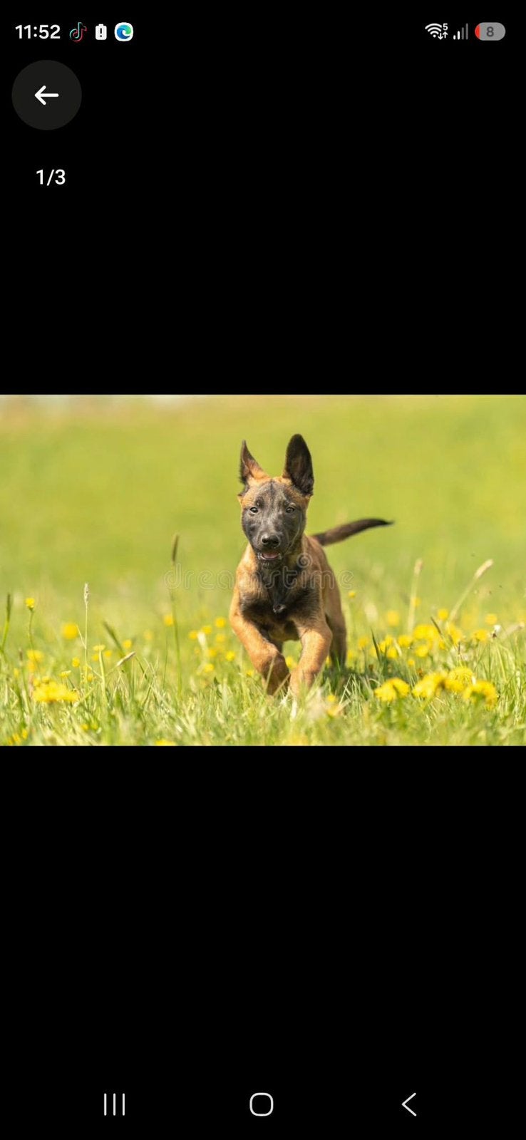 Mechelse herder pup 3 maandjes reutje, België, Particulier, Reu, 8 tot 15 weken