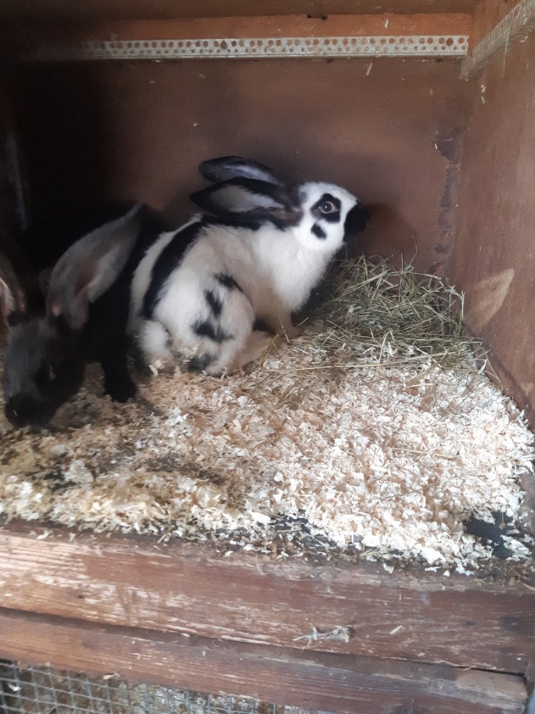 Jonge Lotharingers voedsters, Dieren en Toebehoren, Konijnen, Vrouwelijk, Groot, 0 tot 2 jaar