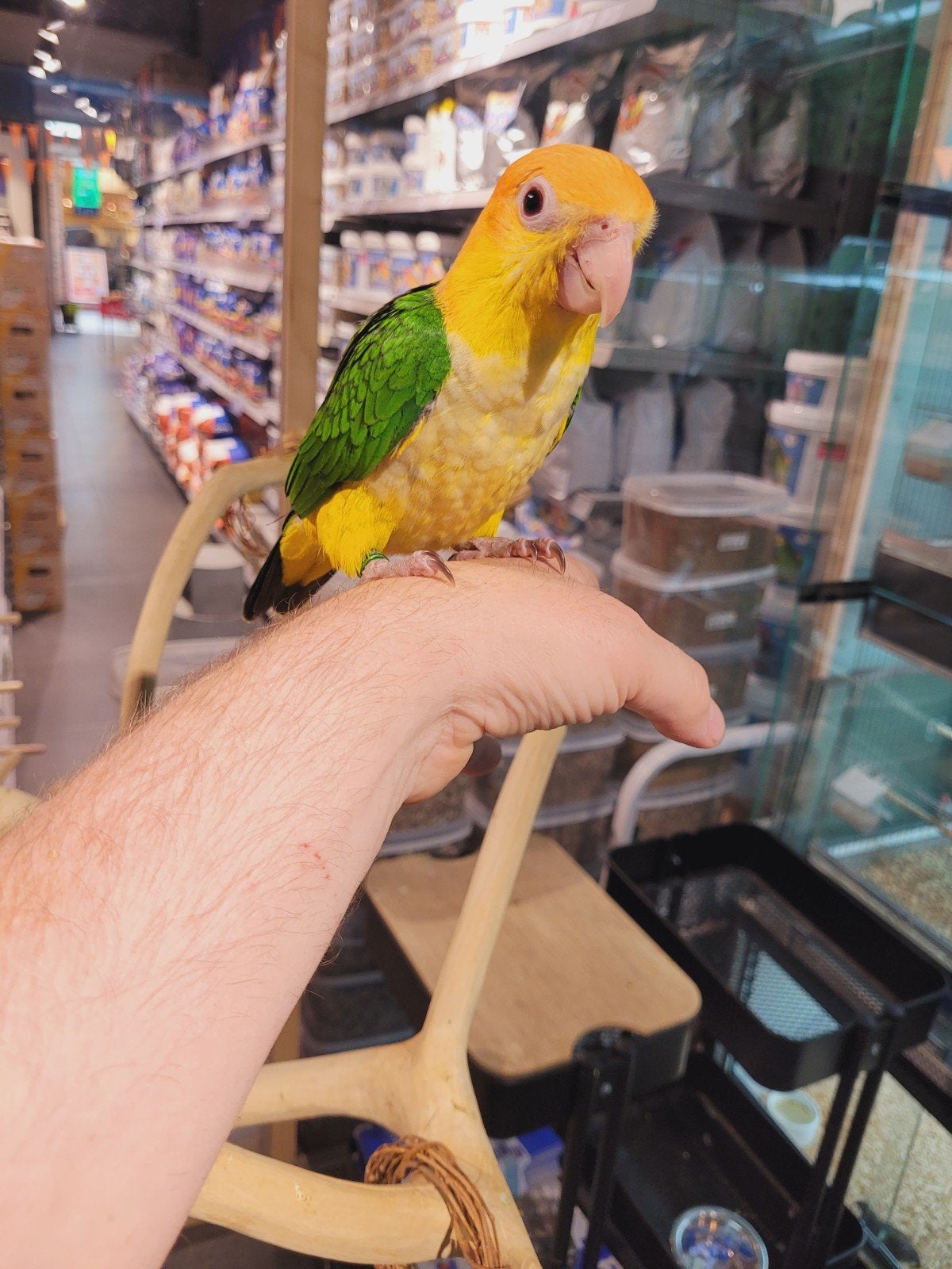 Caique getest en met dna., Meerdere dieren, Papegaai, Tam