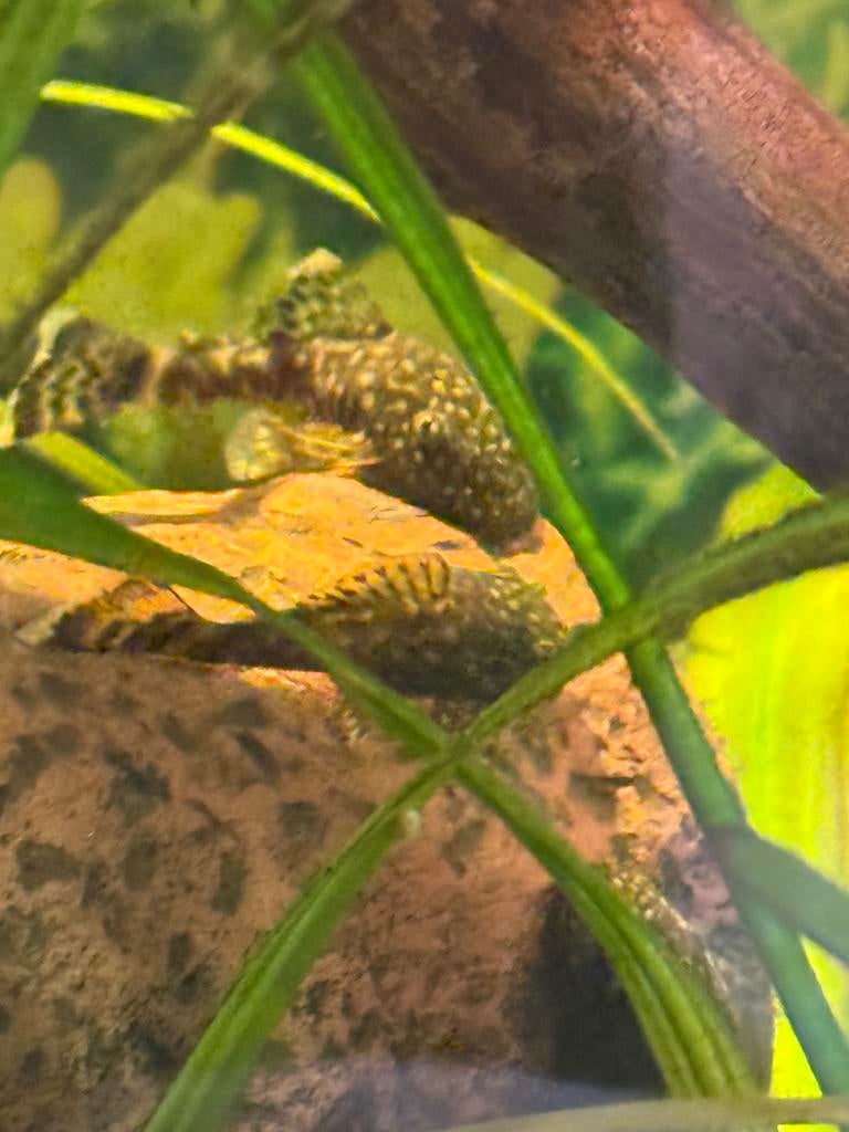 Jonge ancistrus borstelneus plecos (algeneters), Dieren en Toebehoren, Vissen | Aquariumvissen, Vis