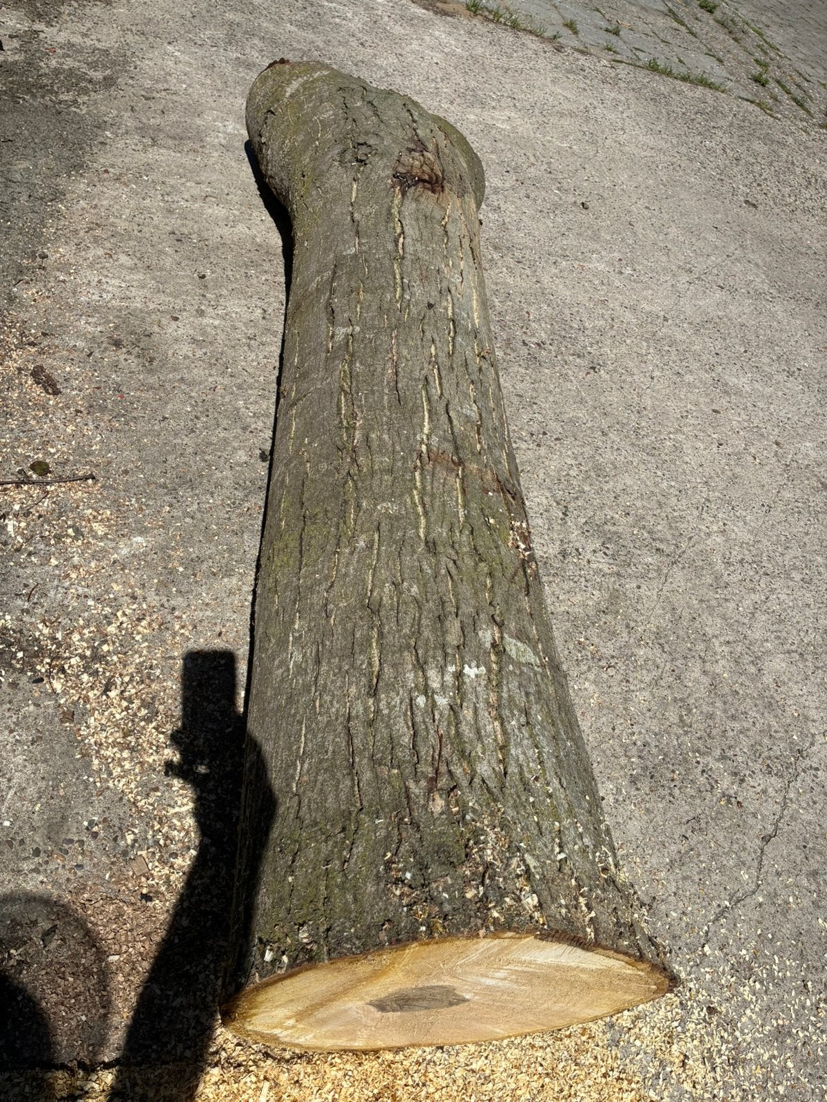 Walnoot walnoten stam snij draaien, Ophalen, Hout