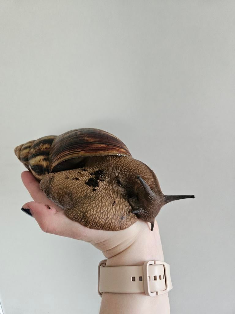 Archachatina mariginata ovum xxl reuzenslak, Juli