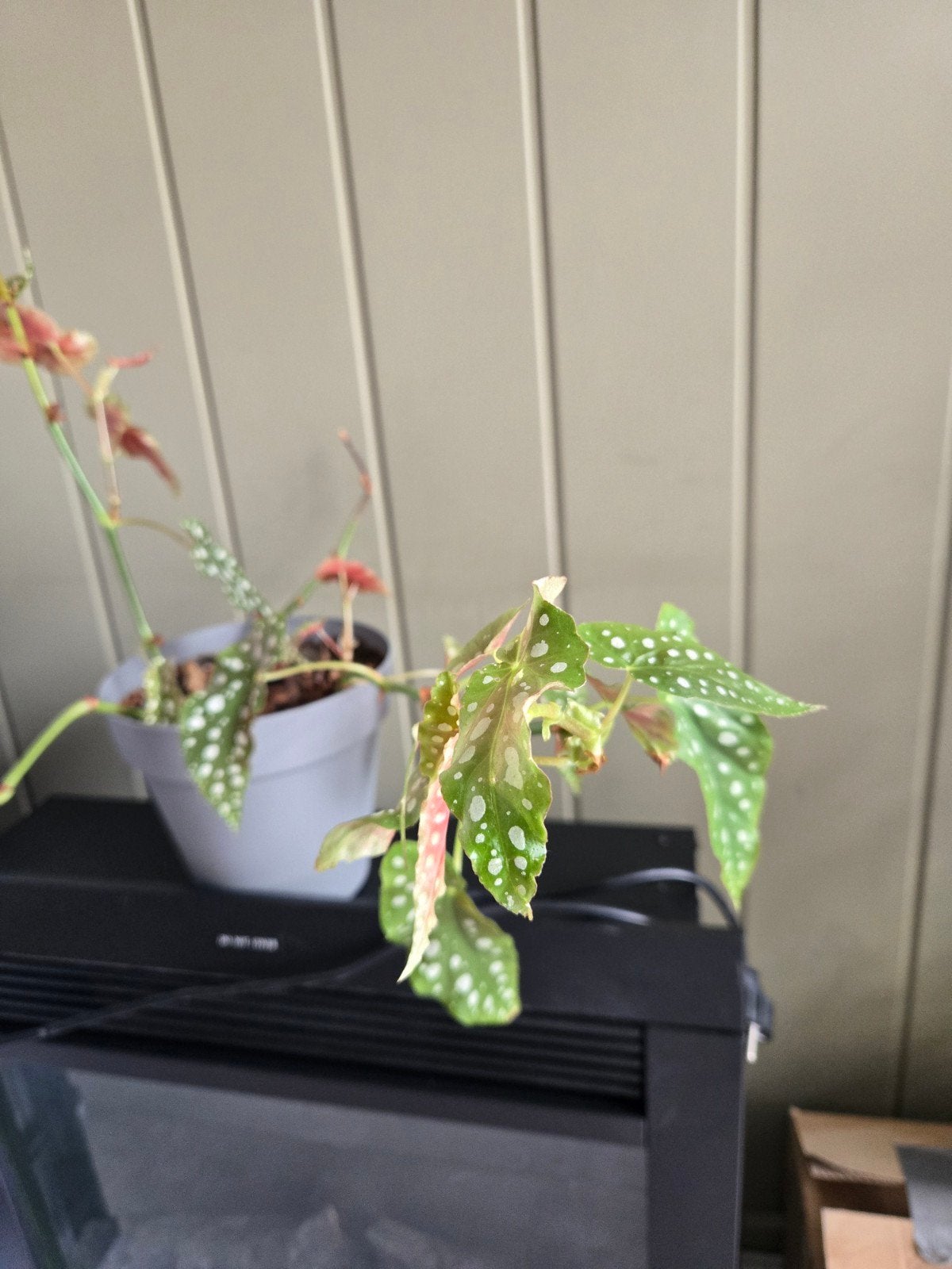 Begonia Maculata met pot, Overige soorten, In pot, Minder dan 100 cm, Groene kamerplant