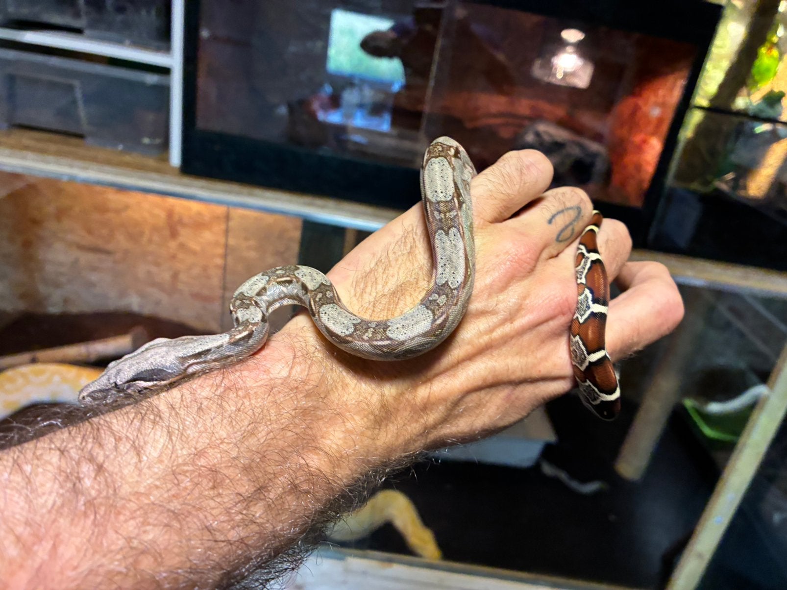 Boa constrictor Roodstaartboa Boa Constrictor photo 4