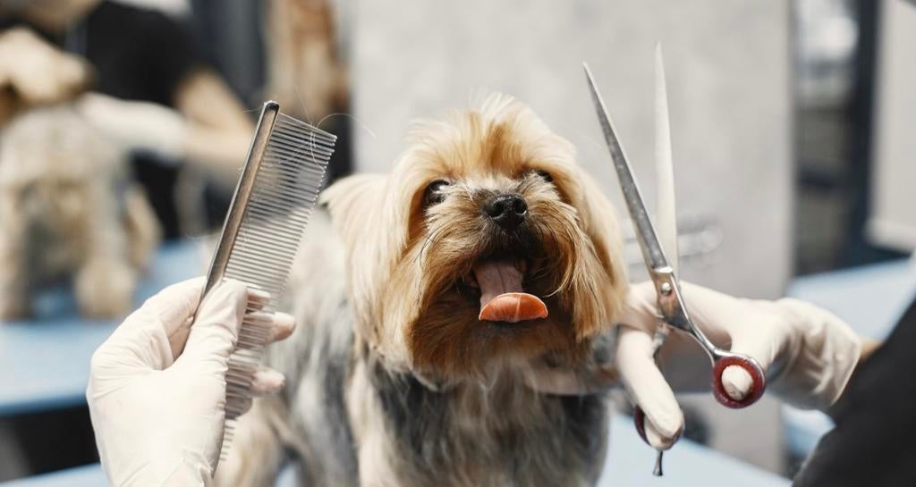 Honden trimster, Ophalen of Verzenden, Honden