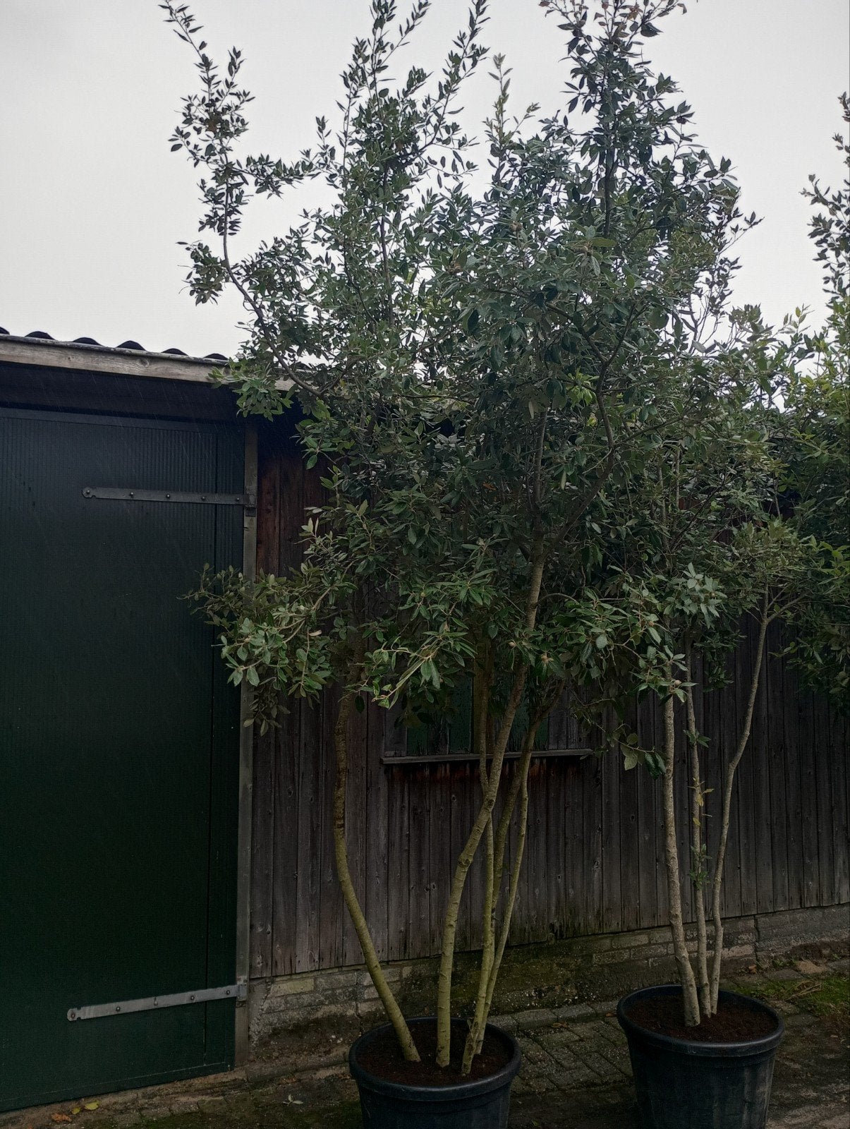 Meerstammige Steeneik (Quercus ilex) 300cm +, Tuin en Terras, Lente, 250 tot 400 cm, Volle zon, In pot