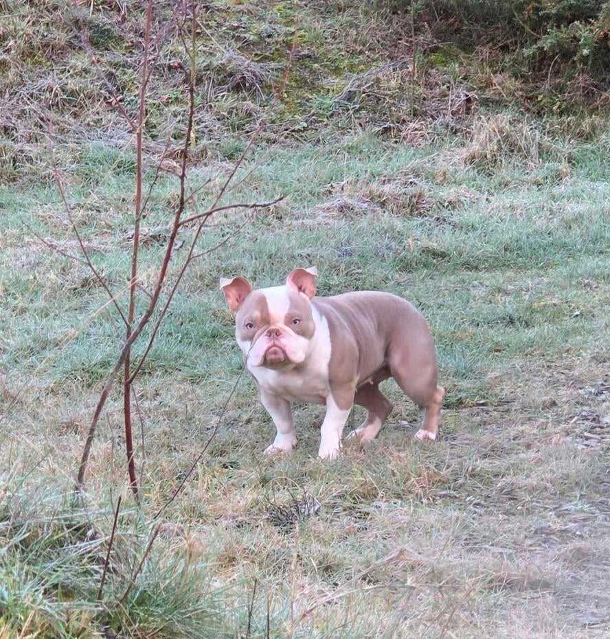 Exotic Micro Bully Teef, Parvo, Overige rassen, 1 tot 2 jaar, Teef