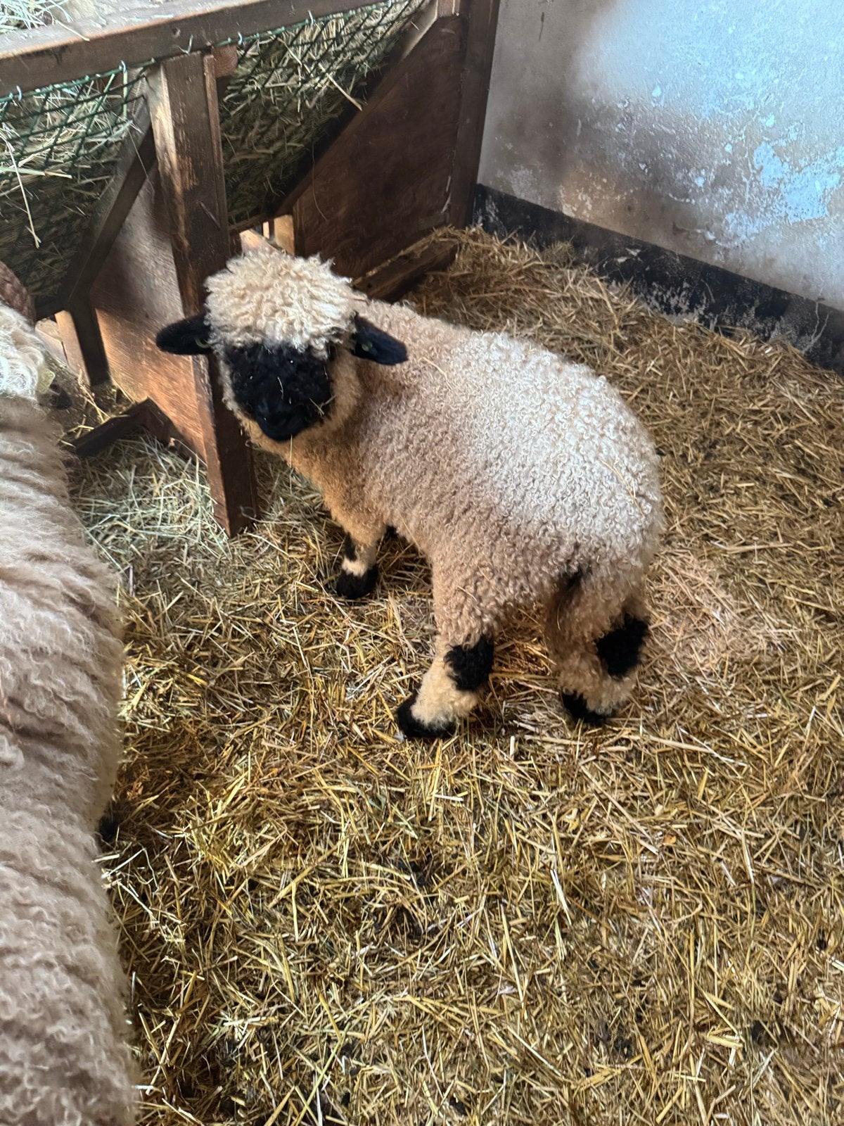 Twee Walliser schwarznase ooien, Vrouwelijk, Schaap