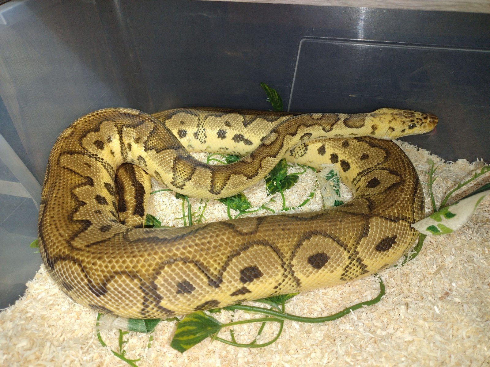 Python regius ghi pastel clown, Dieren en Toebehoren, Slang, 3 tot 6 jaar