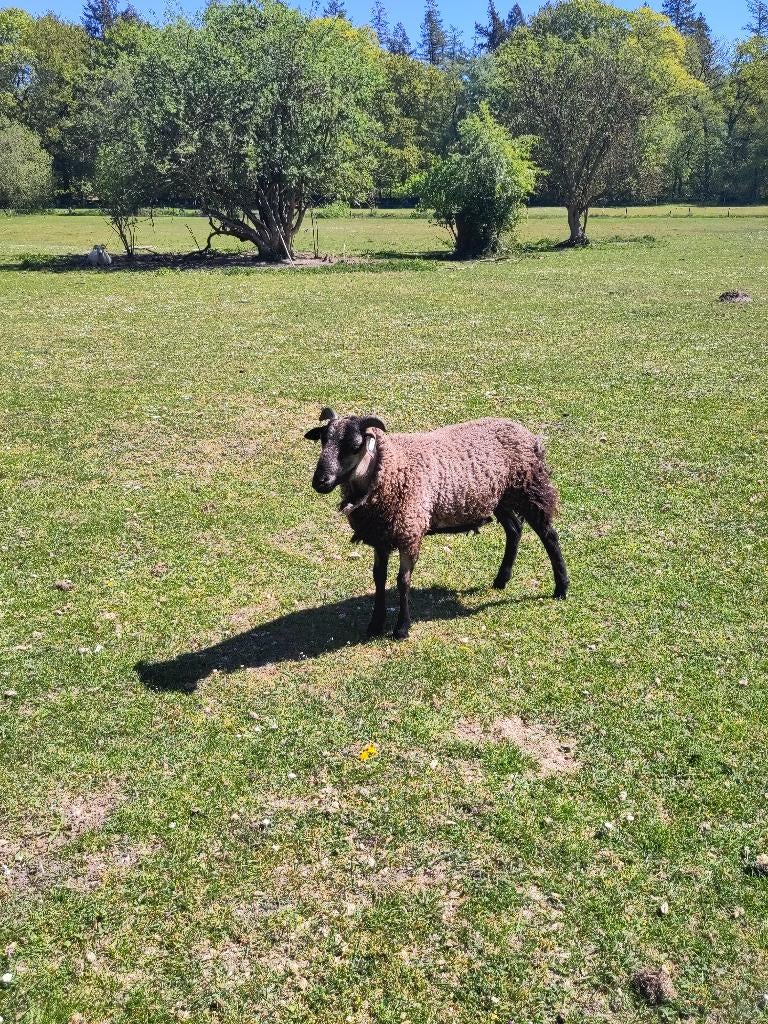 Maasduin ram ( zelf ruiend ), Dieren en Toebehoren, Schapen, Geiten en Varkens, Mannelijk, Schaap, 0 tot 2 jaar