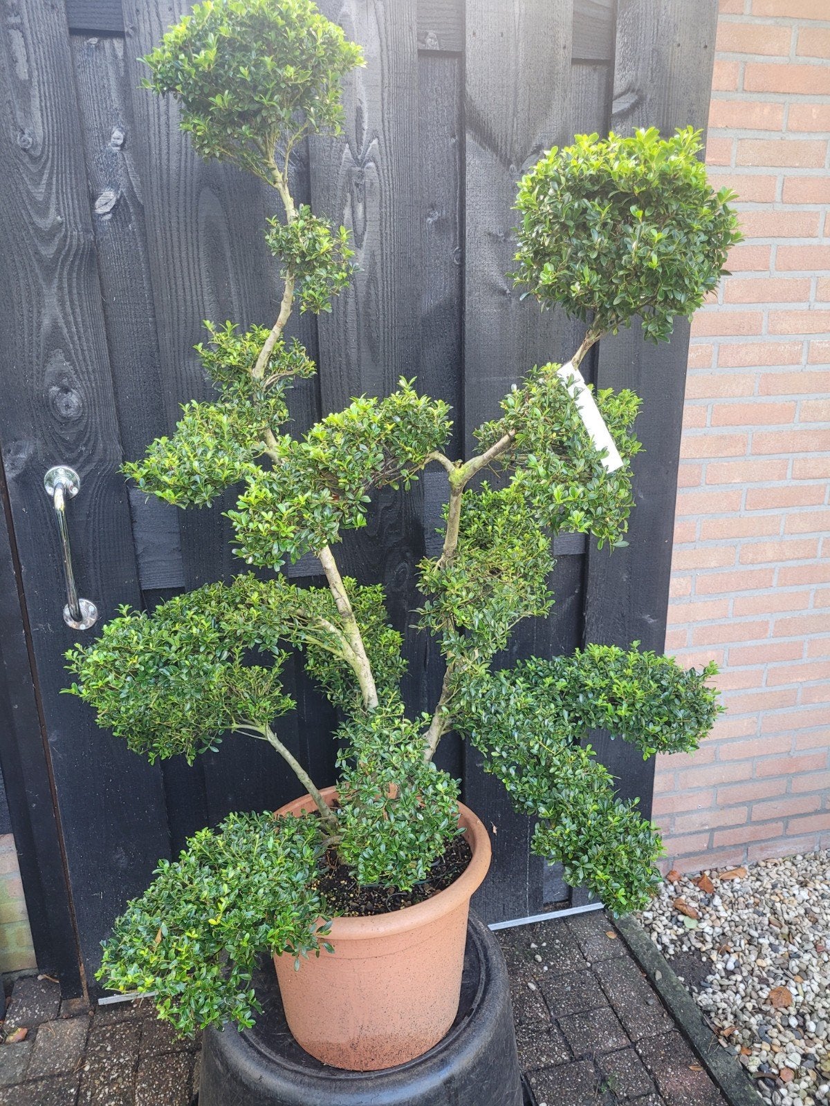 Ilex Kinmi Japanse Vormsnoei - Unieke Bonsai-stijl Boom, Tuin en Terras, Bloeit niet, Overige soorten, 100 tot 250 cm, Ophalen