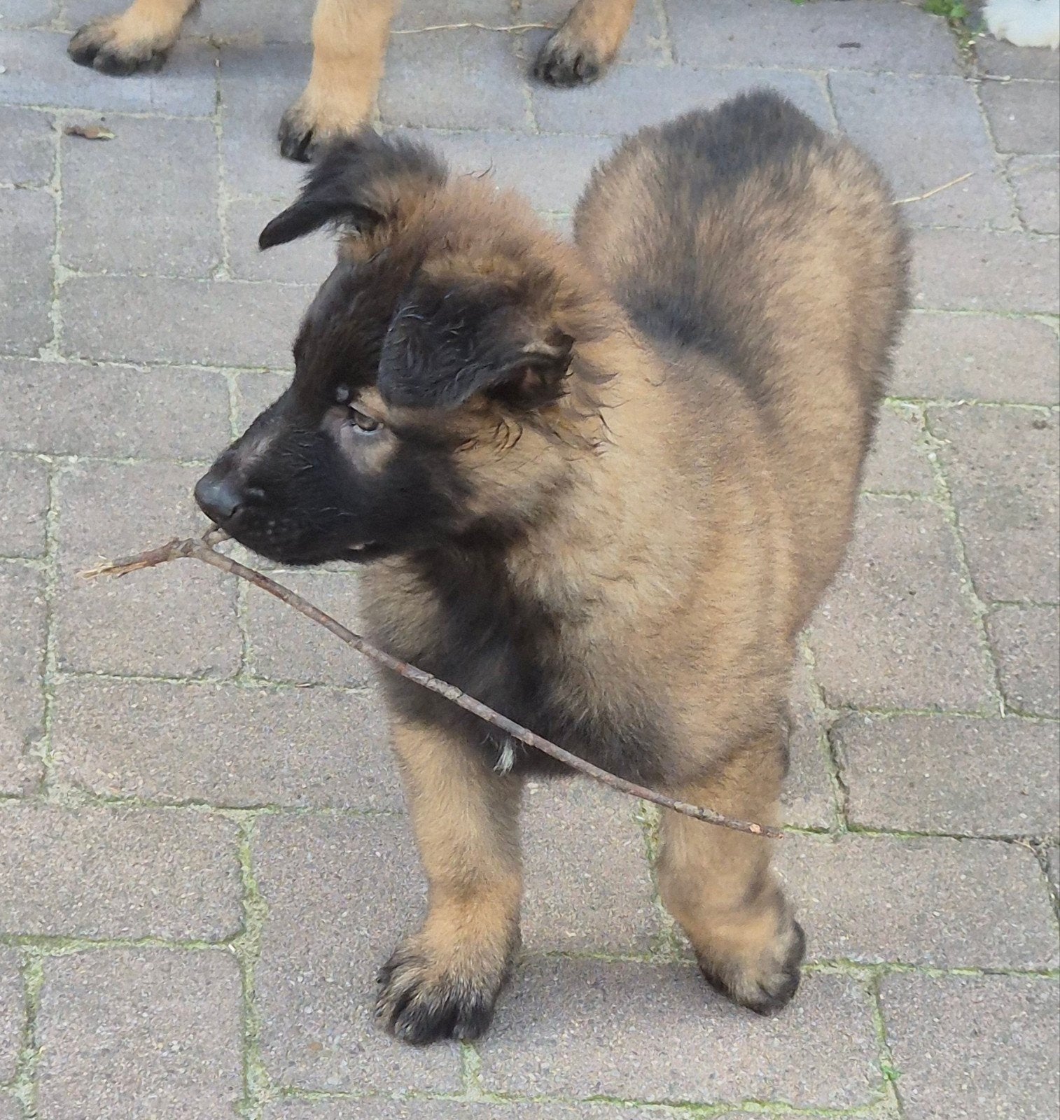 Mechelse herder X Duitse herder pups, Dieren en Toebehoren, Honden | Herdershonden en Veedrijvers, Parvo, 8 tot 15 weken, Meerdere