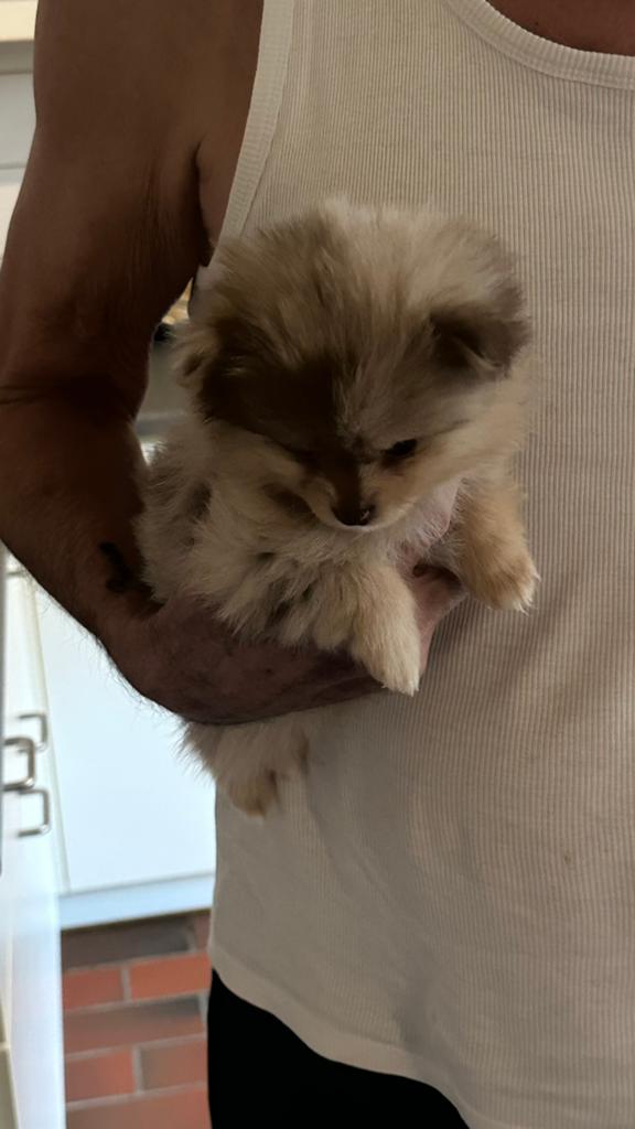 Raszuivere pomeriaantjes 2 🩷 en 1 💙, Parvo, België, Particulier, Keeshond