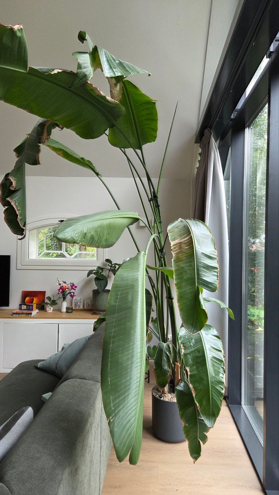 Grote Strelitzia Nicolai (Paradijsvogelplant), Ophalen, 200 cm of meer, Overige soorten, In pot