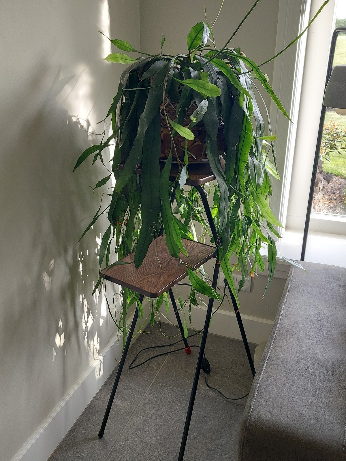Hoog plantentafeltje diatafel plant echte groene plant, Huis en Inrichting, Woonaccessoires | Zuilen en Pilaren, Ophalen