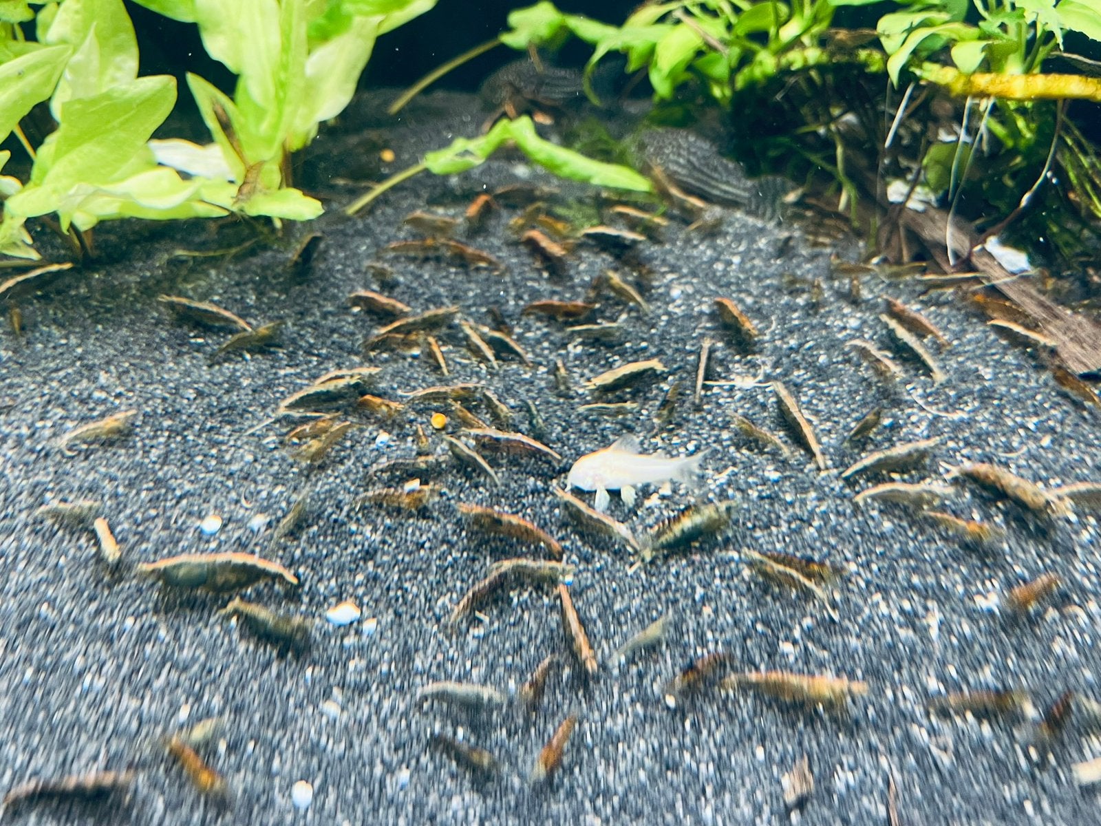 Wildkleur Neocaridina Garnalen, Dieren en Toebehoren, Kreeft, Krab of Garnaal, Zoetwatervis