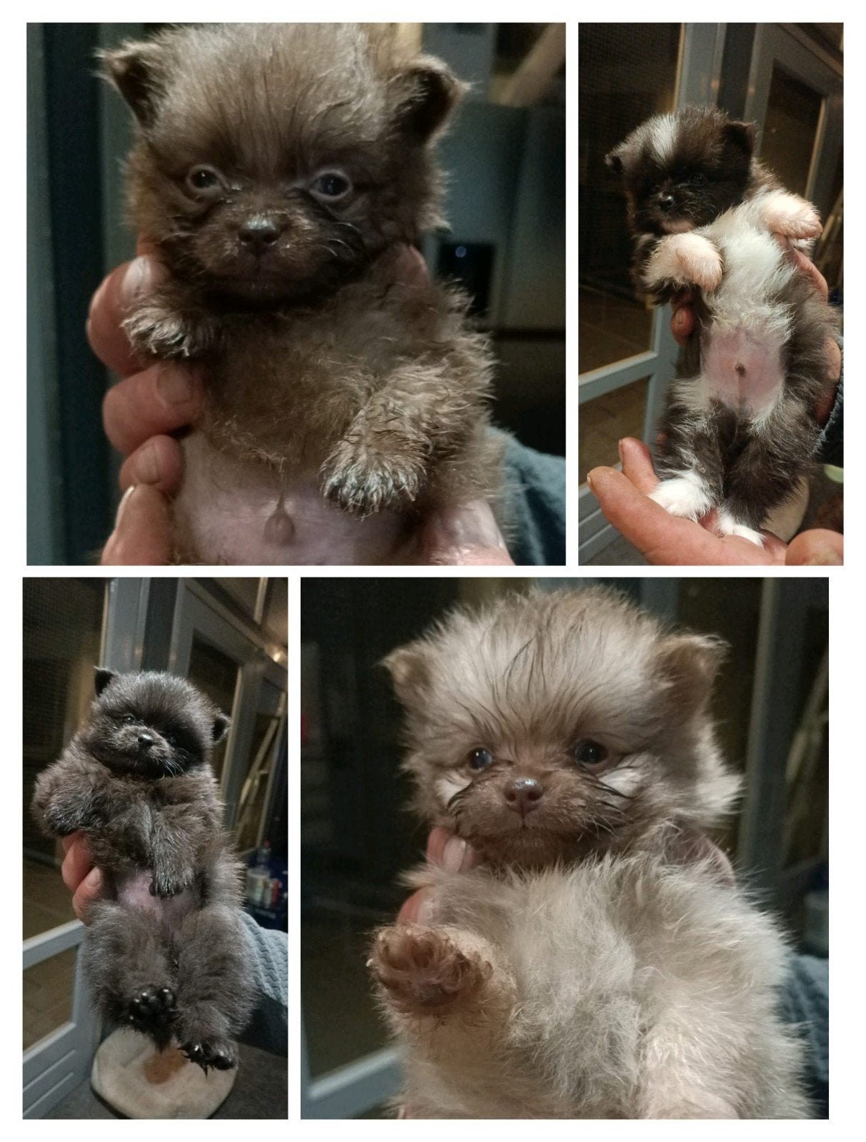 Zeer mooie pomeriaan pupjes reutjes, Keeshond, 8 tot 15 weken, Meerdere, Meerdere dieren