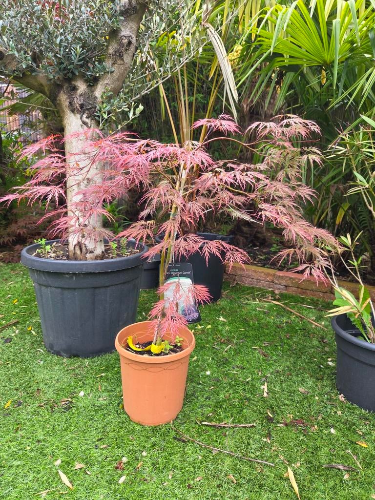 acer palmatum dissectum garnet, Ophalen of Verzenden, Bloeit niet, Overige soorten, Halfschaduw