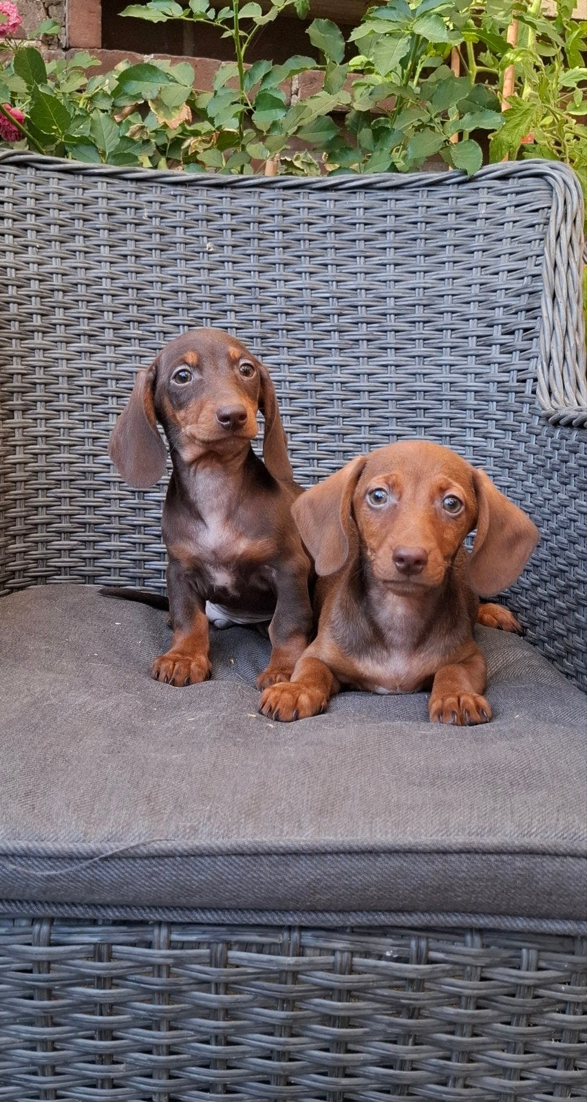 Kortharige dwerg Teckel puppy’s – teefjes & reutjes ️, 8 tot 15 weken, Korthaar, Dwerg, Meerdere