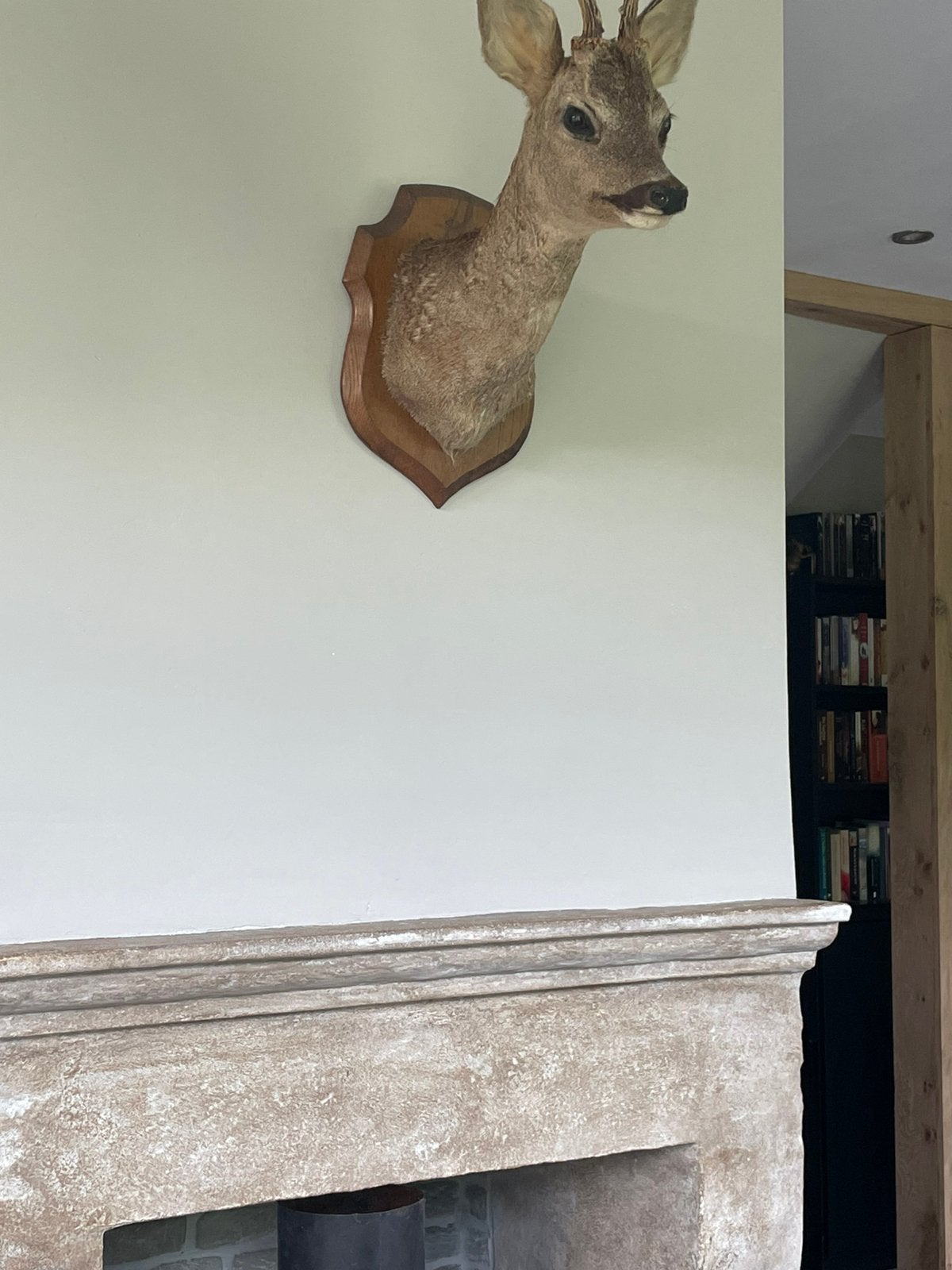 Mooie opgezette hertenkop/ reeenkop, Ophalen