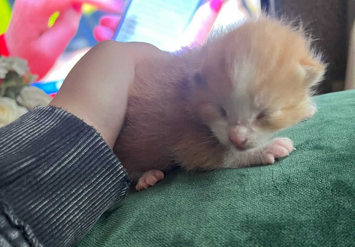 Kittens, Meerdere dieren, Ontwormd, 0 tot 2 jaar