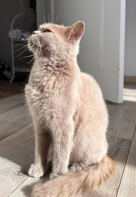 Briste korthaar poes, Dieren en Toebehoren, 0 tot 2 jaar