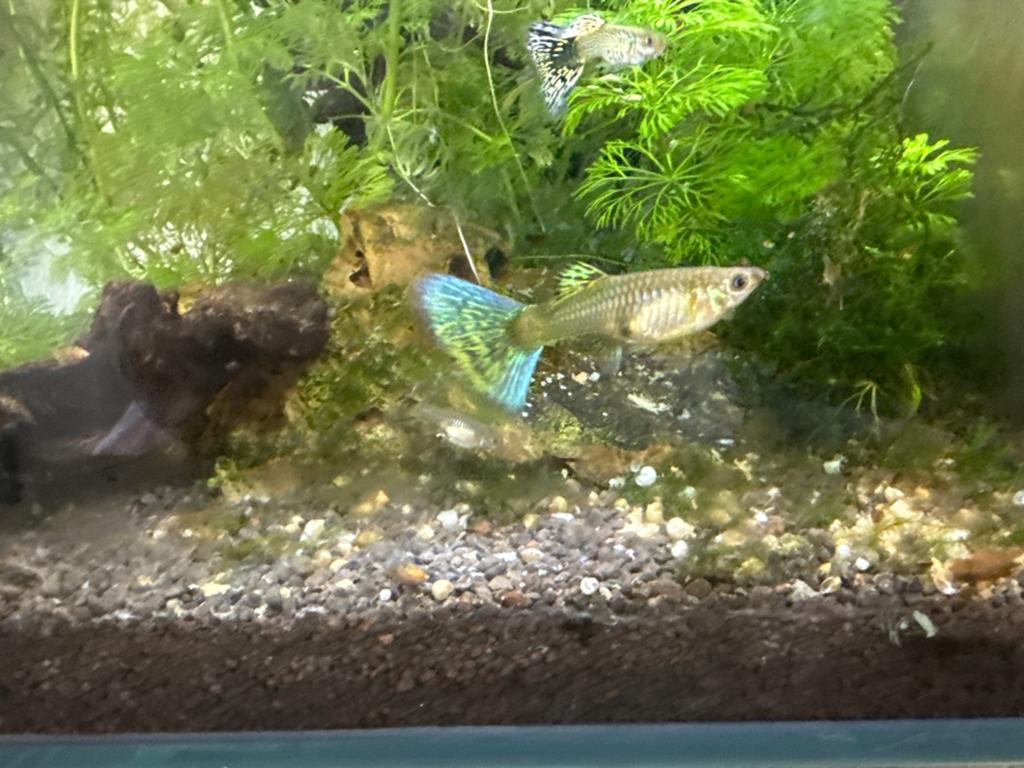 Meerdere soorten rasguppy’s en garnalen, Kreeft, Krab of Garnaal