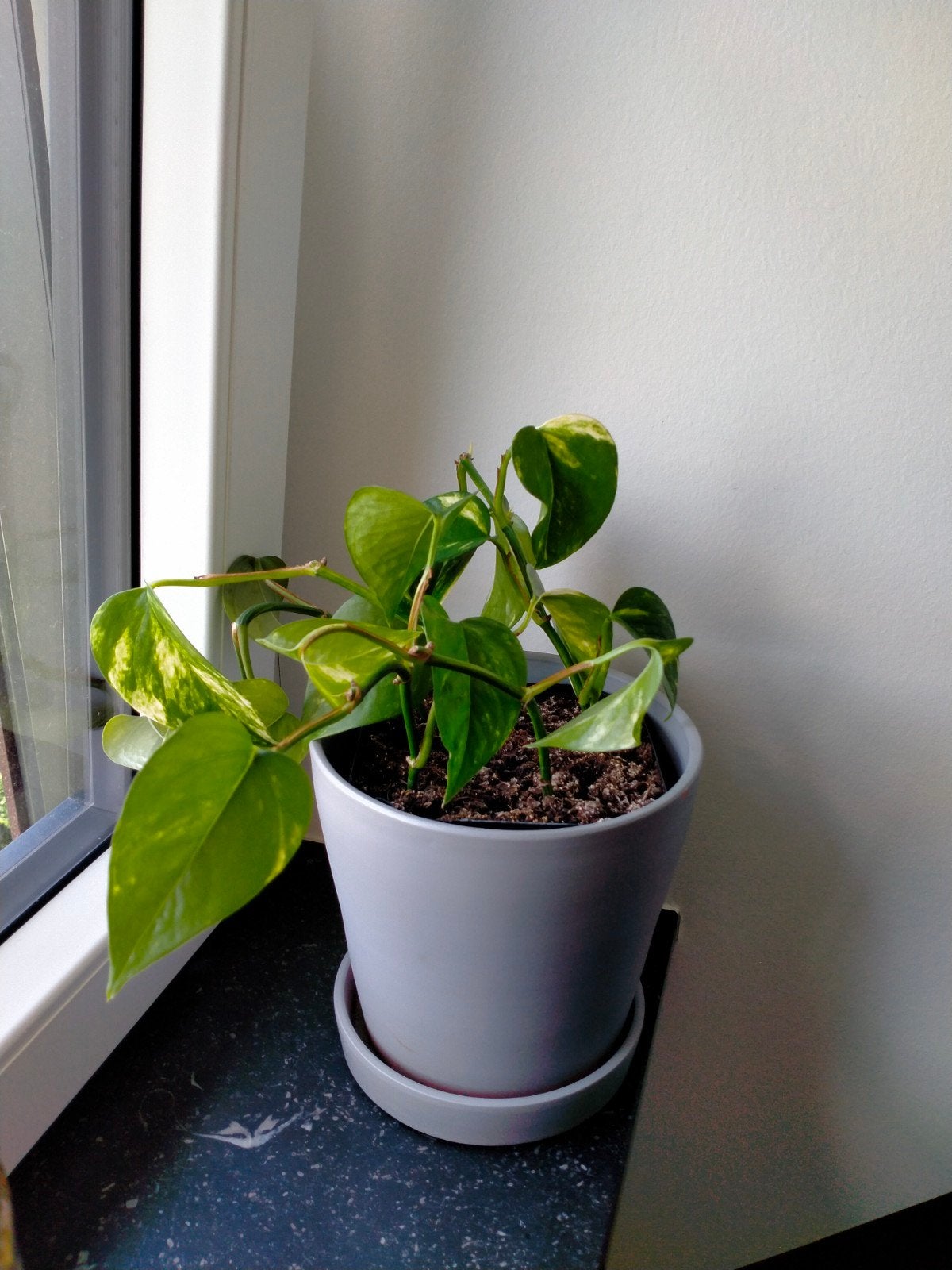 Prachtige plant in pot, Huis en Inrichting, Kamerplanten, Ophalen of Verzenden, In pot, Halfschaduw, Minder dan 100 cm