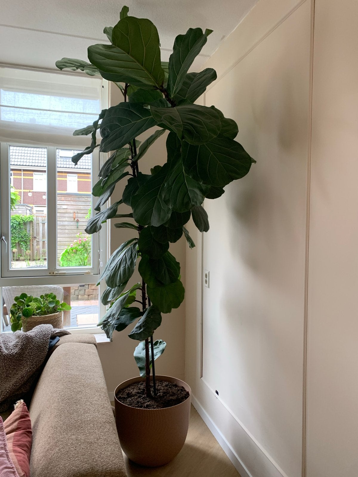 Grote Ficus Lyrata (Tabaksplant) - Meer dan 2 meter hoog, Huis en Inrichting, Ophalen, Ficus, 200 cm of meer, Halfschaduw