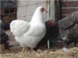 Wyandotte krielkippen., Dieren en Toebehoren, Pluimvee, Vrouwelijk, Kip