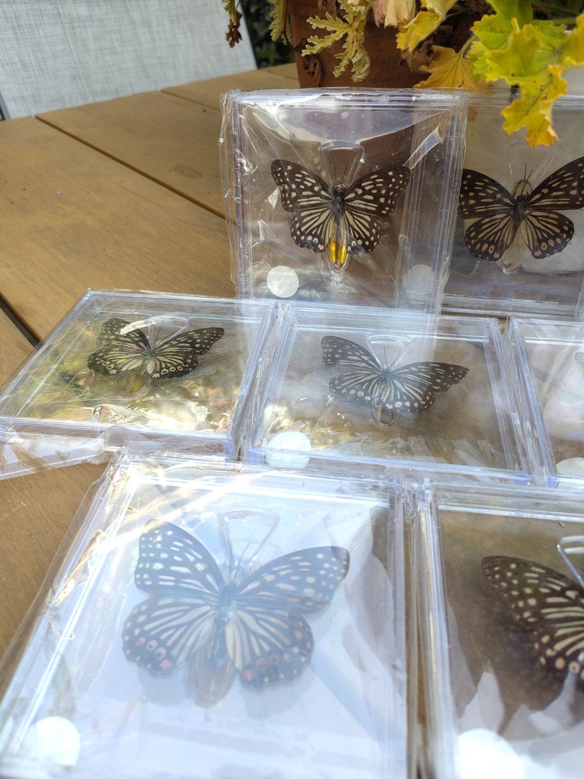 10x Opgezette Vlinder in Harde Plastic Case, Ophalen of Verzenden, Gebruikt, Insect, Opgezet dier