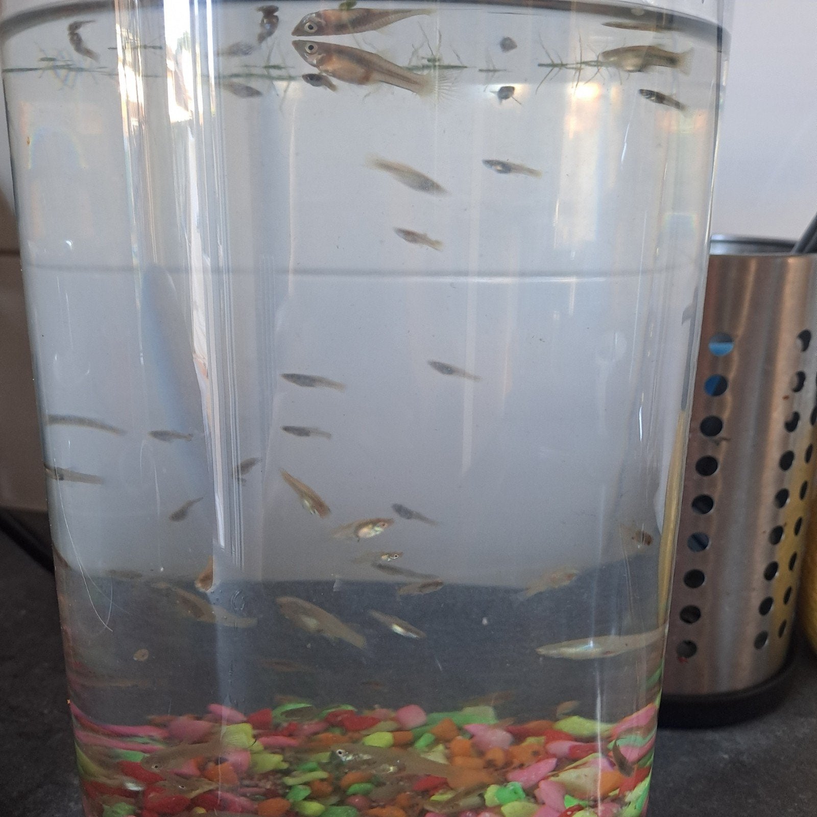 Gratis guppies, Vis