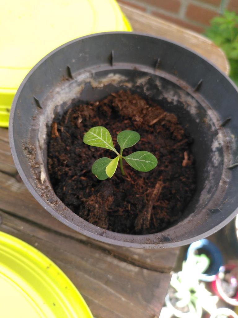 Baby Madagaskar Jewel plantje - Euphorbia leuconeura, Vaste plant, Bloeit niet, Halfschaduw, Ophalen