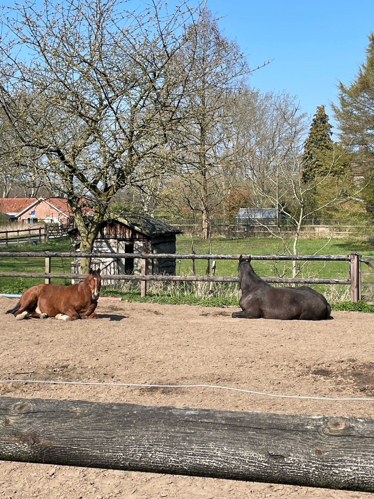 Verzorgpaard aangeboden, bijrijder gezocht., Dieren en Toebehoren, Ophalen